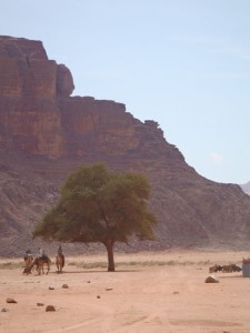 Tree in Wadi Rum